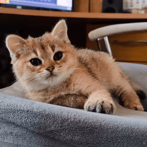 Item #85779533797330856680551245112287399753979626451492036541087858581689425985537 Media