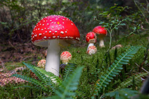 Item #64713155281190120806625528010509445569029273032710388433466982013375499730945 Media