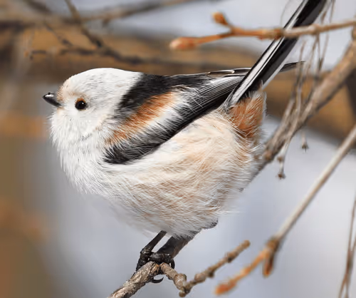 Item #2537799299287319857890120993112601769664940808601200001525120649511466696705 Media