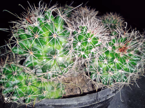 Item #3902770654397451055679675959158642588434254575108707249038517996112800907274 Media