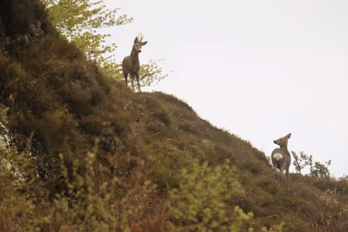 Item #61601413983432262200822046408210296549184035160504594584973518340269593853962 Media