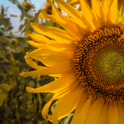 Item #25616082582926581849828542289953210650844898071757148195180127657349565382657 Media