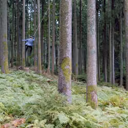 Circling Trees 1/5
