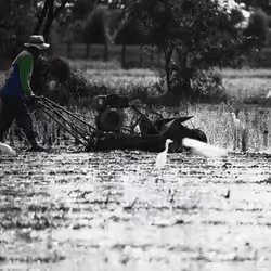 The Rice Farmer