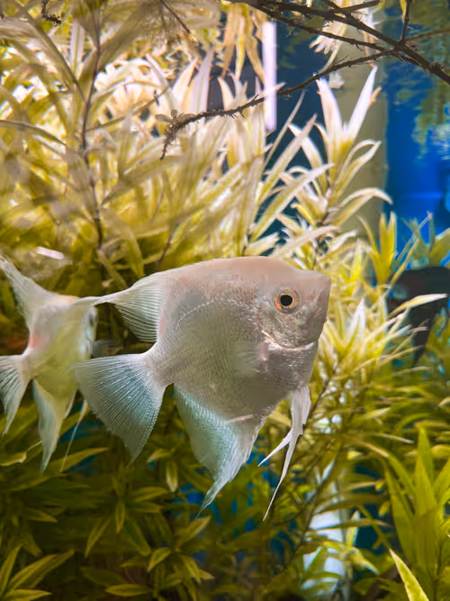 Item #53256051382526806693033333135834754723594393948351704471478678653851278508033 Media