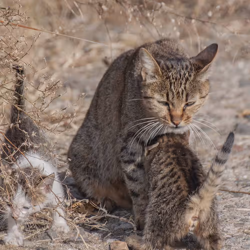 Item #69005224878913651181374632274642987681947640705852691183250276308596805337089 Media