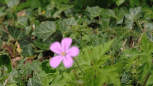 Item #98679578177621649628089872010712381059223698631184272161596299622363388968961 Media