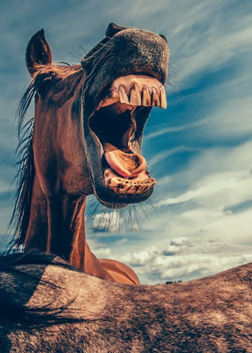 Item #56261157131684090333067152114143149334831249022165669182423078573778279596033 Media