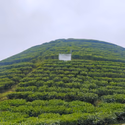Photograph of Tea garden - 0004