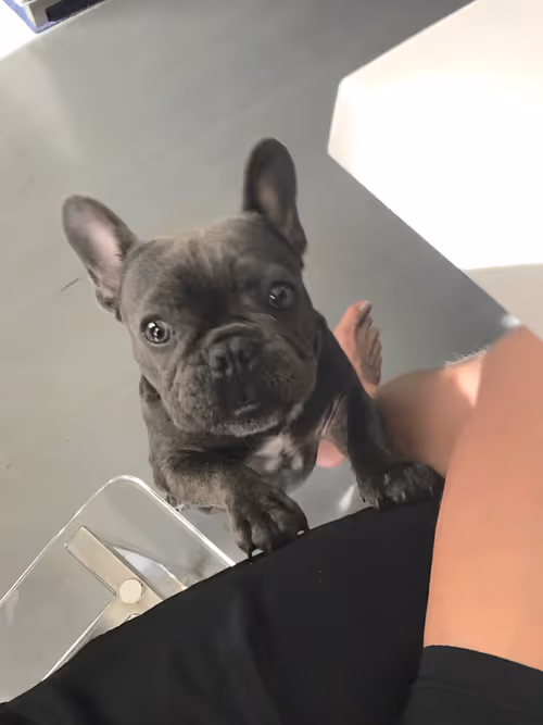 Item #99031261785432219130552668818269695456905868997165113515571762483078463750145 Media