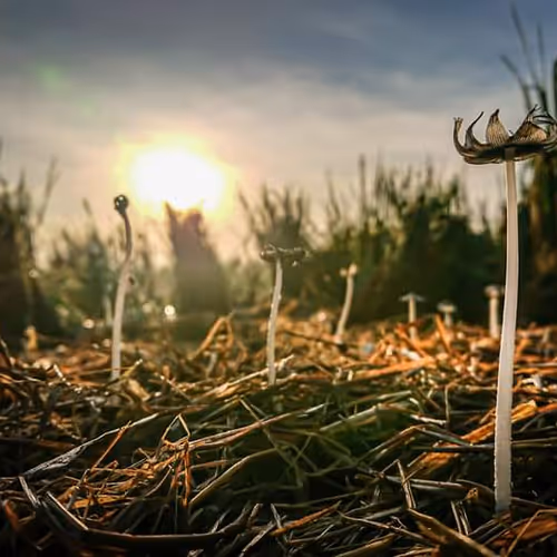 Untitled Collection #60968246