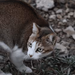Cat in Tai O (01/14/2022)