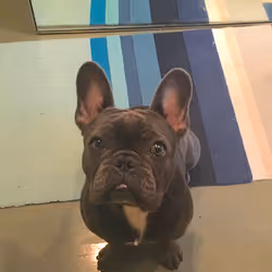 99031261785432219130552668818269695456905868997165113515571762479779928866817