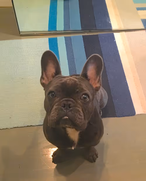 Item #99031261785432219130552668818269695456905868997165113515571762479779928866817 Media