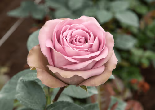 Item #68327891815088974381680309106564733444446266155657330601700582135885646004225 Media