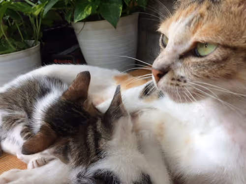 Item #48379251883092317443194330208135156888907821779132589659342184503464905670657 Media