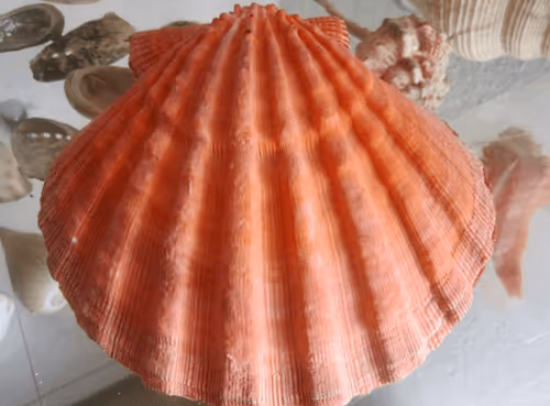 Item #86148336894289977237820249376031929146620077605452526437331481256015544975361 Media