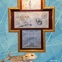 SPOG T4 #78/222 Camouflage Lizard 