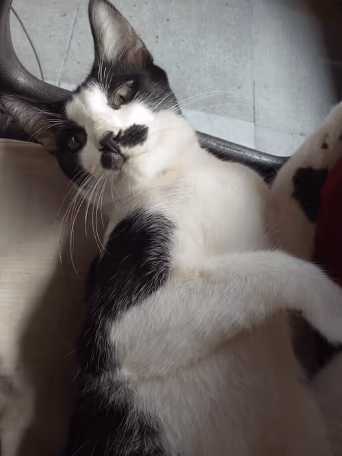 Item #89331665747570926078978904565151837822788080939742704876963867117199105720321 Media