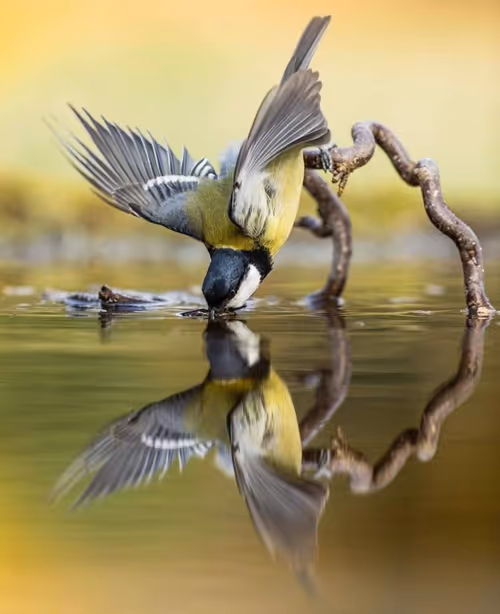 Item #83462484926125179177933876272722647181473475967863052278931111147130538950657 Media