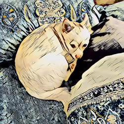 sleepy dog 4 ( chihuahua )