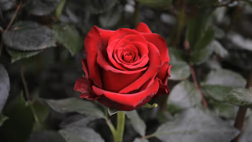 Item #68327891815088974381680309106564733444446266155657330601700582127089552982017 Media