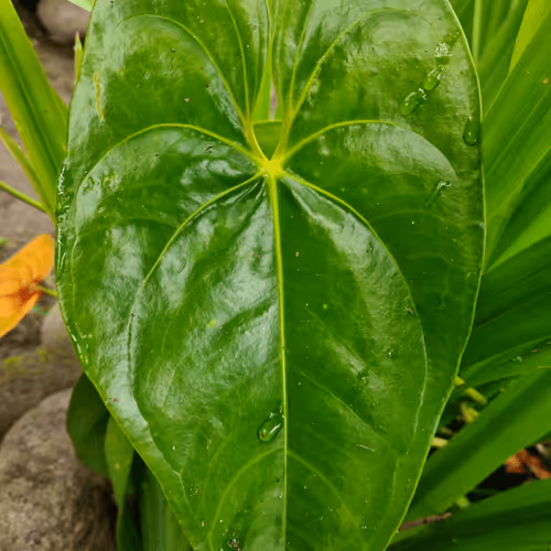 Item #55279426162495497539787992599168610447865546199659352409200623233986415558657 Media