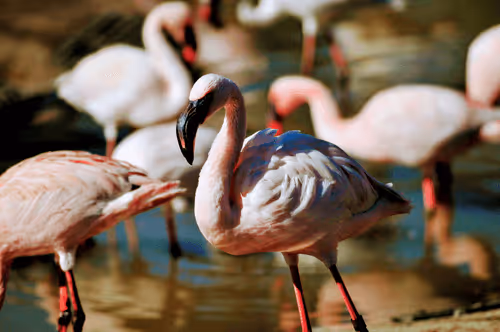 Flamingo by MvM