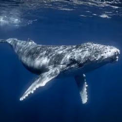 whale