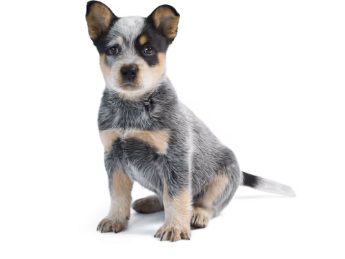 Untitled Collection #159832108