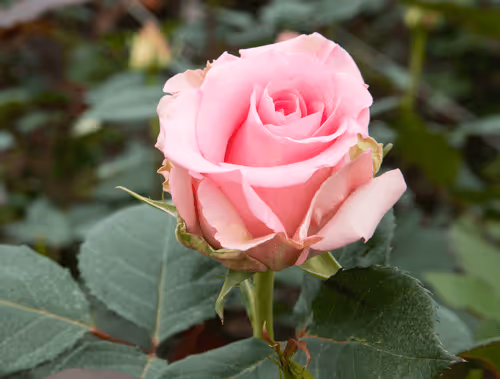 Item #68327891815088974381680309106564733444446266155657330601700582147980273909761 Media