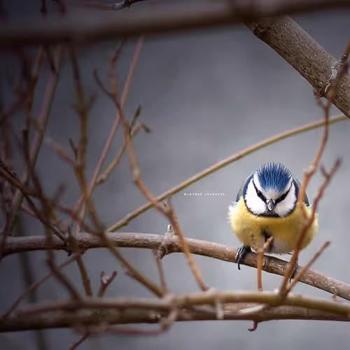 Item #113065873903366828743744079288708835697083018334279533284549130114086465437697 Media