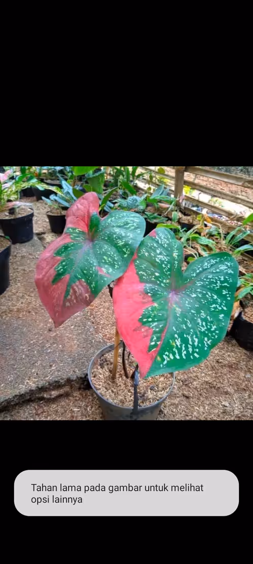 Item #111133222946557218225169832732539254882025415723090848839949307982691233169428 Media