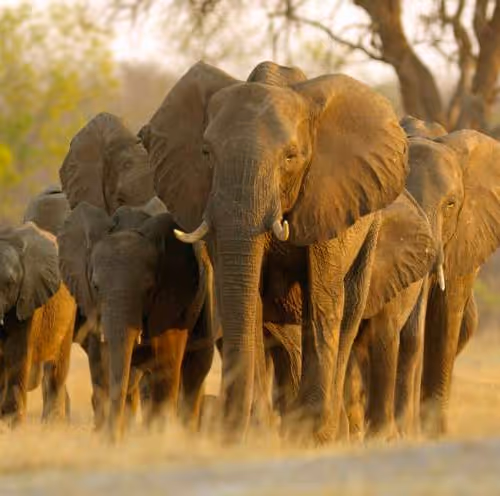 elephant