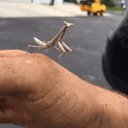 Praying Mantis