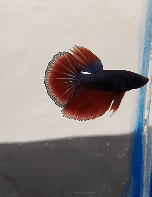 Item #10702038055071114703995777647402382618768684641402406444019544723042347253761 Media