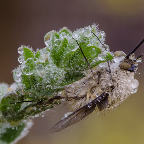 Item #85482677209635580740523827451099252136629396536545148940270710375423200460801 Media