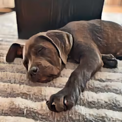 Tired out