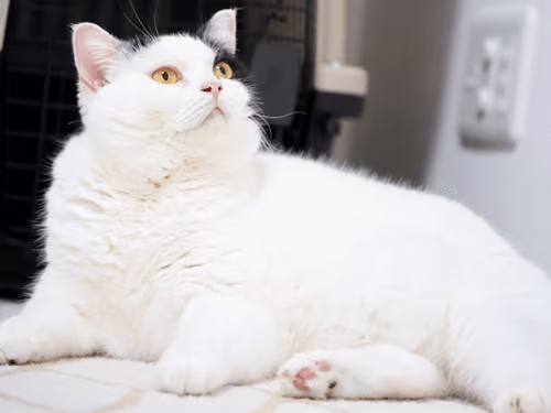 CHIKO