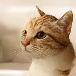 Item #12728629278494559756251794833628937884585760126872557783726729901200518414337 Media