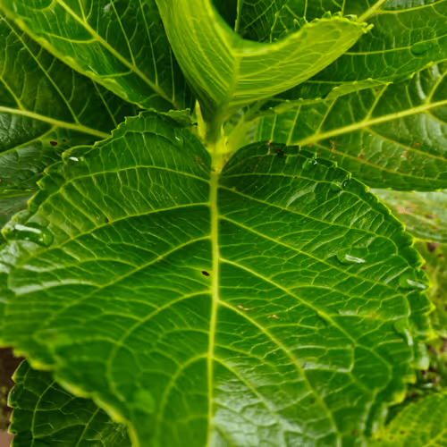 Item #55279426162495497539787992599168610447865546199659352409200623236185438814209 Media