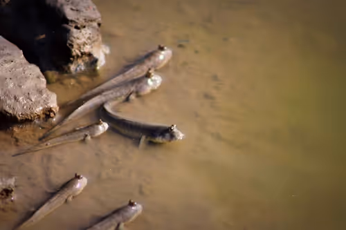 Item #73038095633252803399903762573392179492795608367001791011132003585653456502785 Media