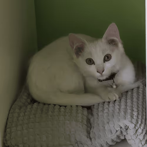 Item #61059411434716170730087858524729693893349540587429358373626482350780223325159 Media