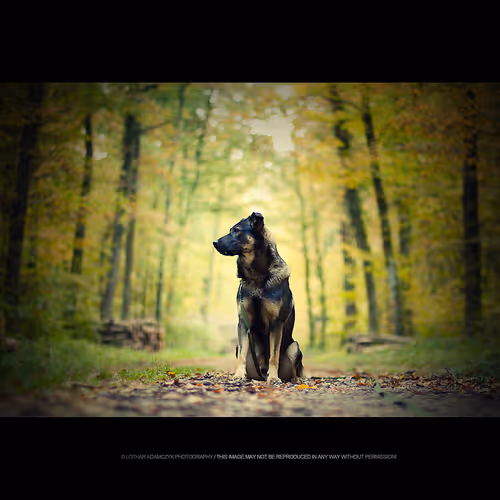 Item #113065873903366828743744079288708835697083018334279533284549130155867907293185 Media