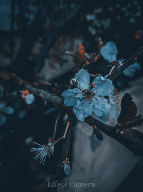 Item #75869817590340460685317939374360076253263101056567316776239183287640515411969 Media