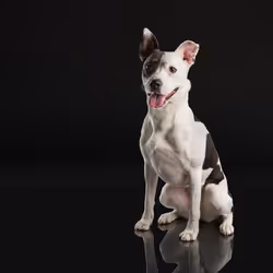 39267609400351157350082818508963900481325606176986545385386430958566742425601