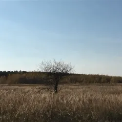 autumn wood 
