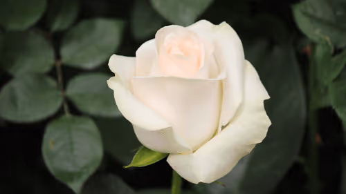 Item #68327891815088974381680309106564733444446266155657330601700582179866111115265 Media