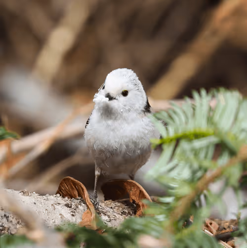 Item #2537799299287319857890120993112601769664940808601200001525120673700722507777 Media