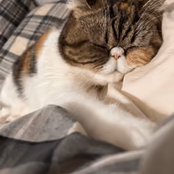 Bitchfacecat#3